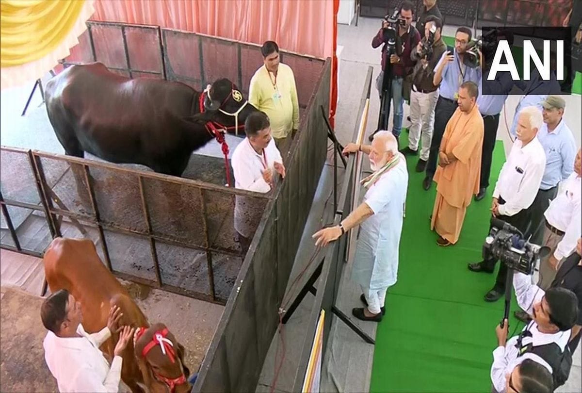 Pm Modi Puja Cow Come From Ghaziabad in Mathura