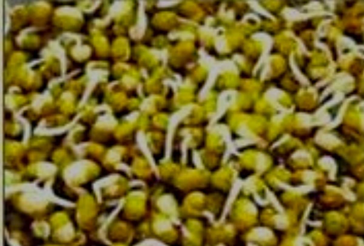 eating cardamom stops hiccups