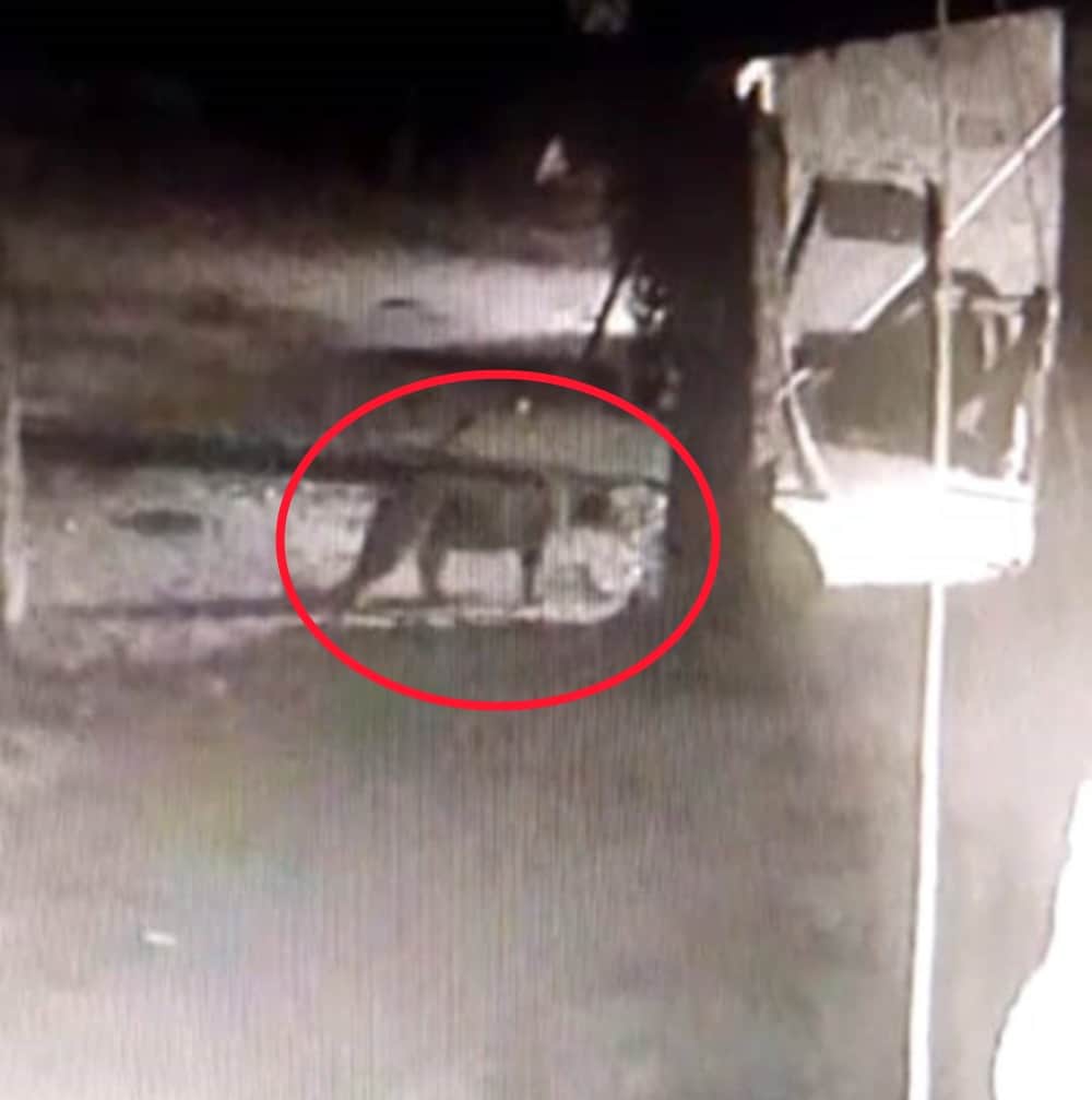 Dehradun News: tiger wants to enter house but dog scares him udham singh nagar
