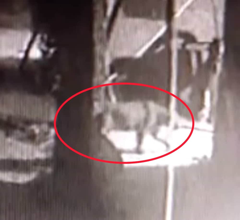 Dehradun News: tiger wants to enter house but dog scares him udham singh nagar
