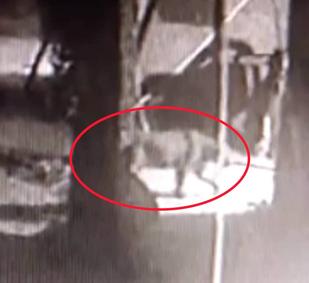 Dehradun News: tiger wants to enter house but dog scares him udham singh nagar