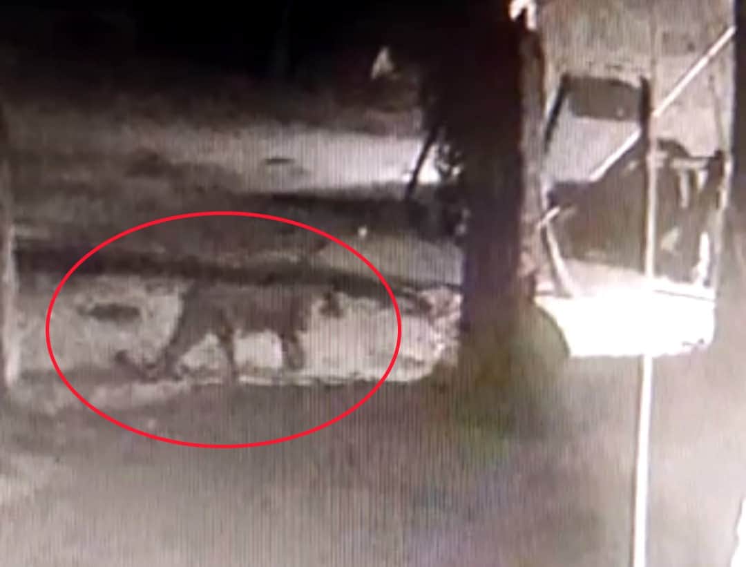 Dehradun News: tiger wants to enter house but dog scares him udham singh nagar