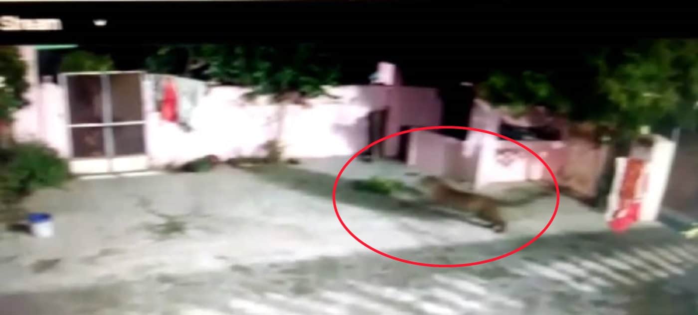 Dehradun News: tiger wants to enter house but dog scares him udham singh nagar
