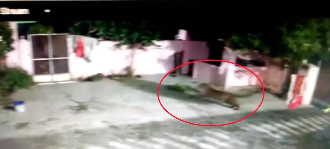Dehradun News: tiger wants to enter house but dog scares him udham singh nagar