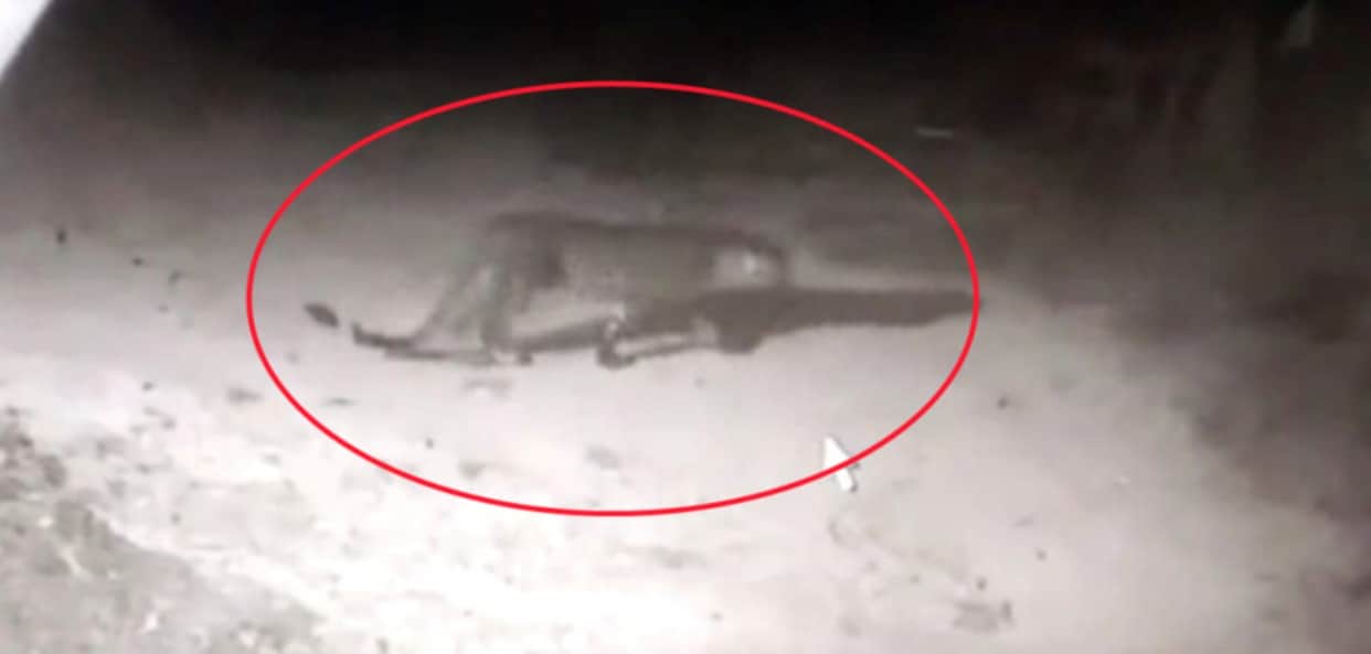 Dehradun News: tiger wants to enter house but dog scares him udham singh nagar