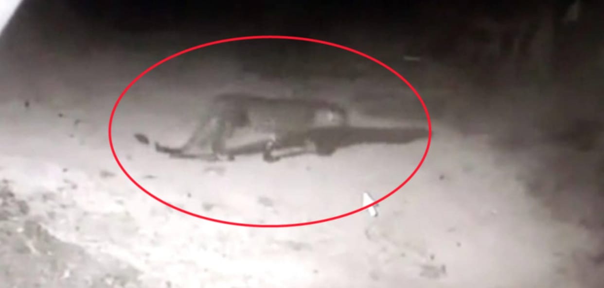 Dehradun News: tiger wants to enter house but dog scares him udham singh nagar