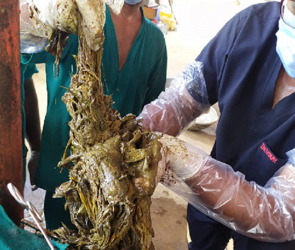 80 kg of polythene extracted from bull's stomach after surgery in faridabad