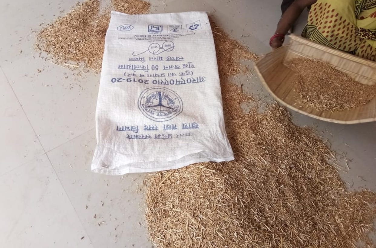 Straw coming out of wheat in ration of MDM