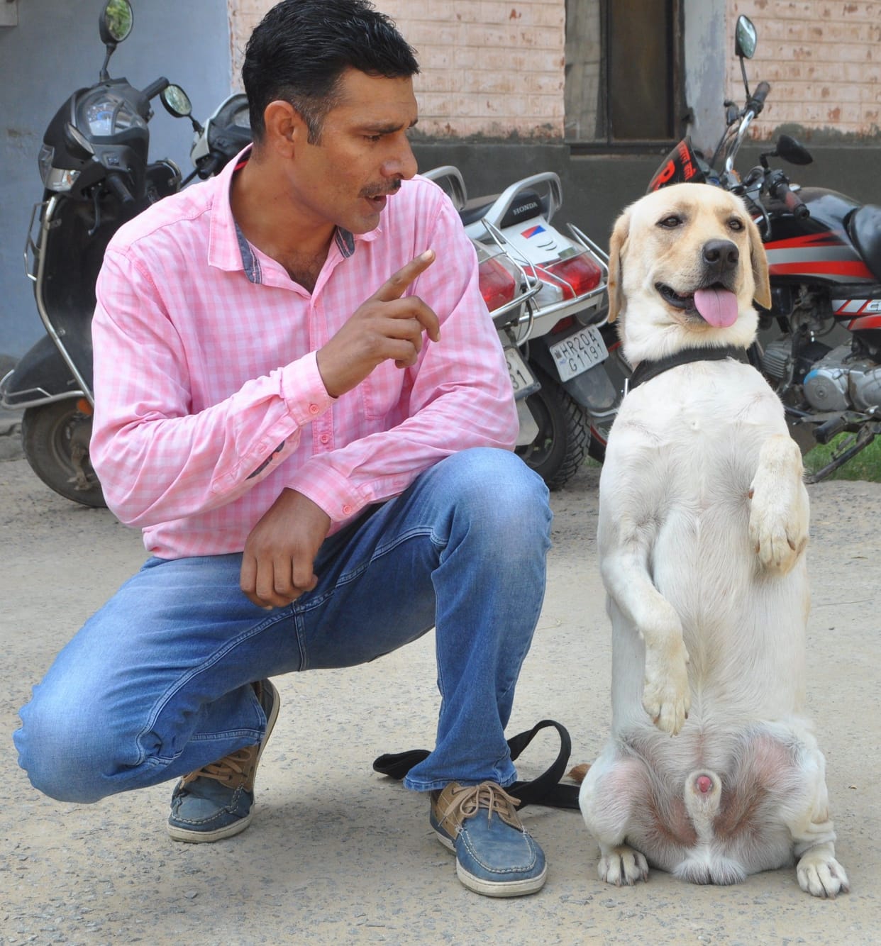 Dog tigar