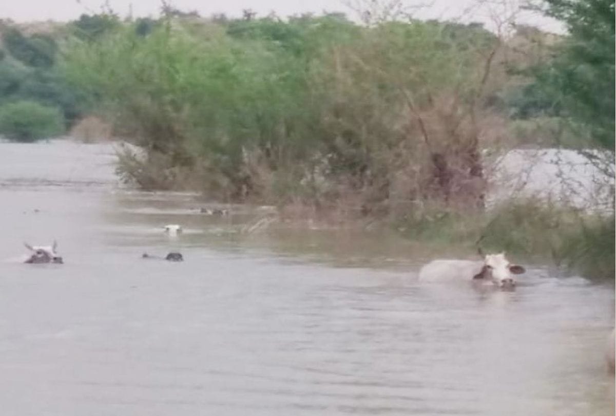 Flood Situation in agra due to Water Level Increasing Of Chambal River