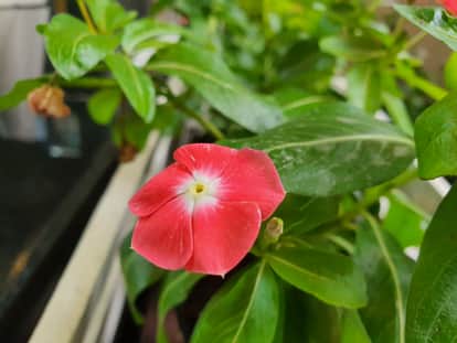 samsung galaxy note 10 plus camera review see 10 photo samples
