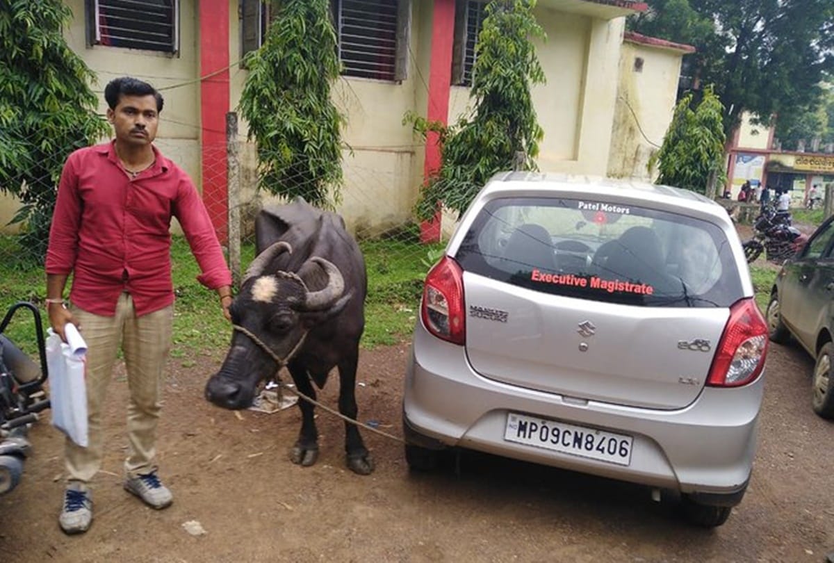 Naib Tehsildar demand bribe 25 thousand, poor farmer tied buffalo to his car in Vidisha, MP