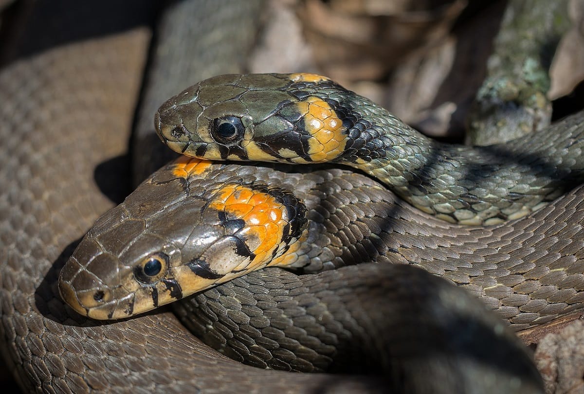 Coronavirus in Gujarat: Under lockdown 25 snakes rescued including 14 cobras in Dahod