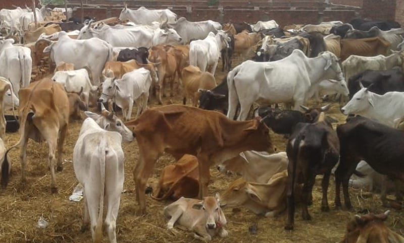 90 lakh spent every month on fodder for cows