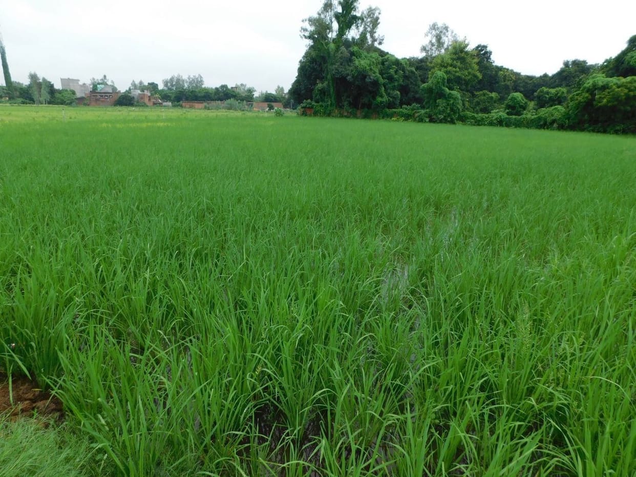 farmers are happy by drop of rain