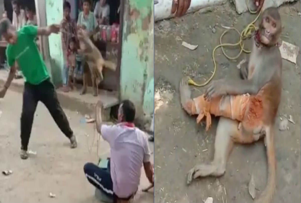 drunken man broken legs of monkey in mathura