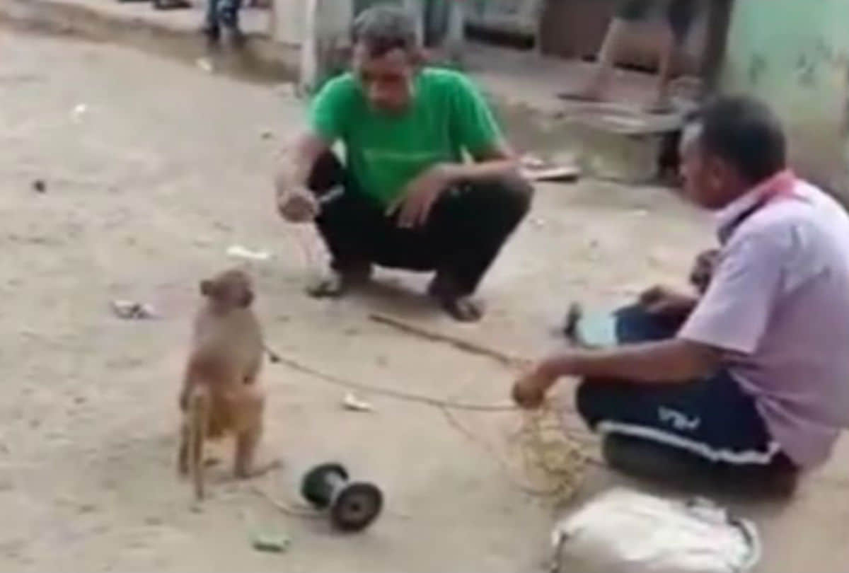 drunken man broken legs of monkey in mathura
