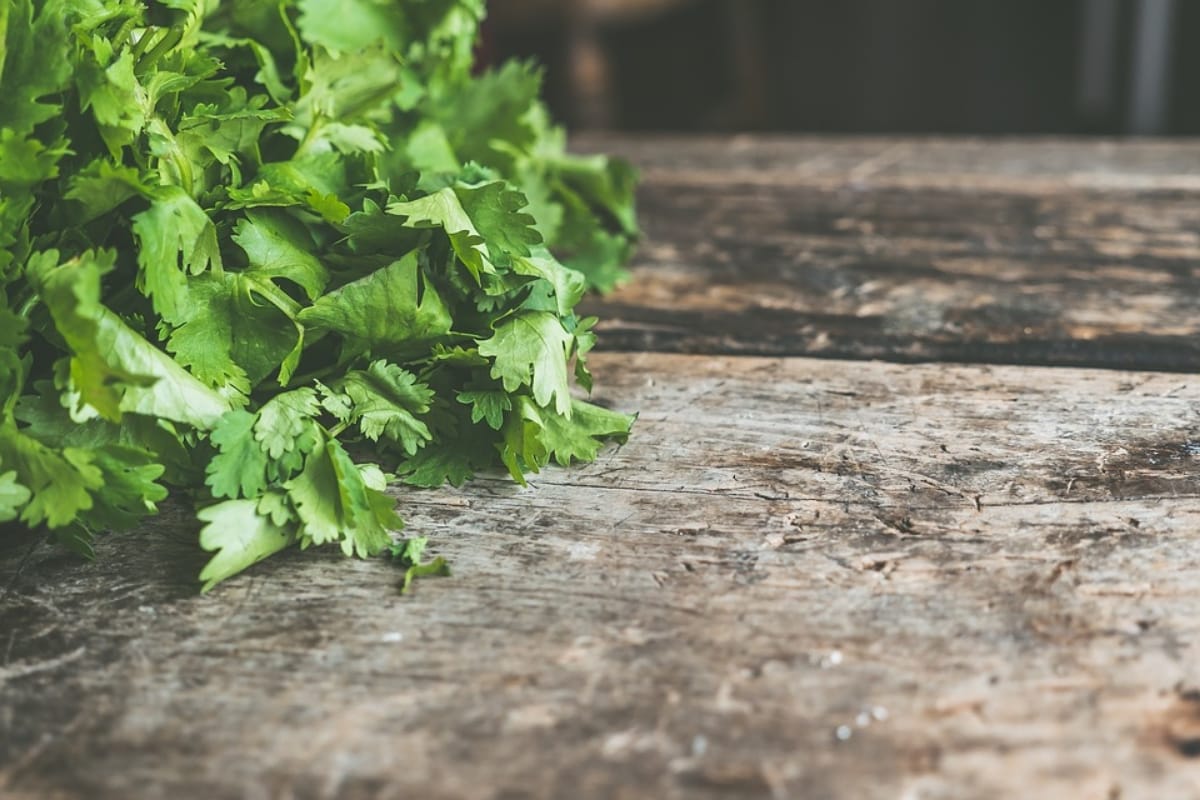 Gardening Tips: How To Grow Coriander In Water Bottle Know The Complete Process Here