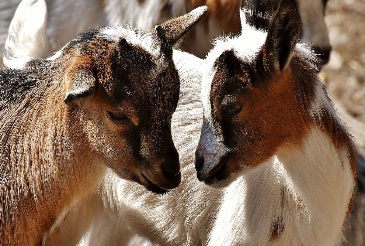 Two goats arrested in Telangana for eating Almond saplings planted by Government