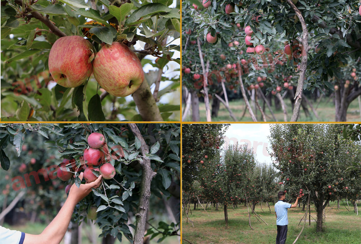 apple production in jammu and kashmir 2021