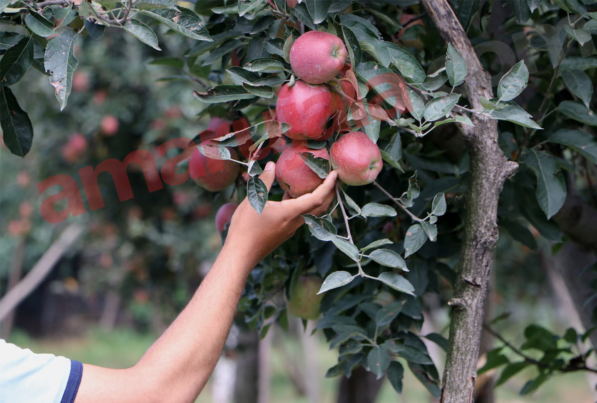 Market Intervention Scheme for Apples in Srinagar, kashmiri apple images