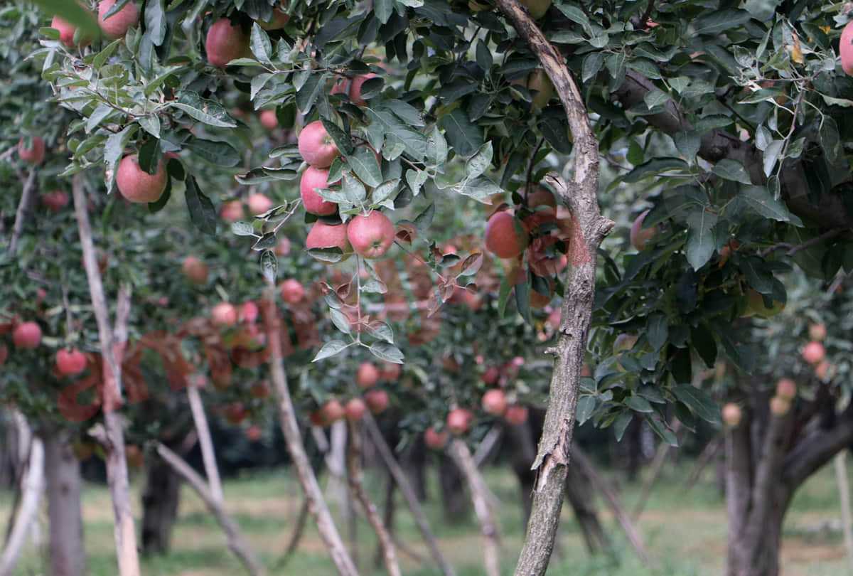 Apple revolution in Jammu, fruit-laden trees, bumper yields in plain areas