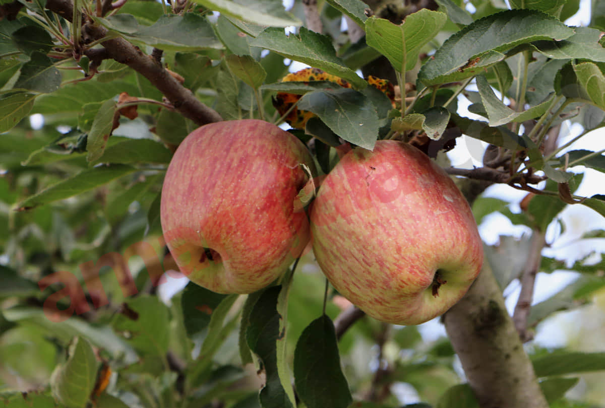 Apple revolution in Jammu, fruit-laden trees, bumper yields in plain areas