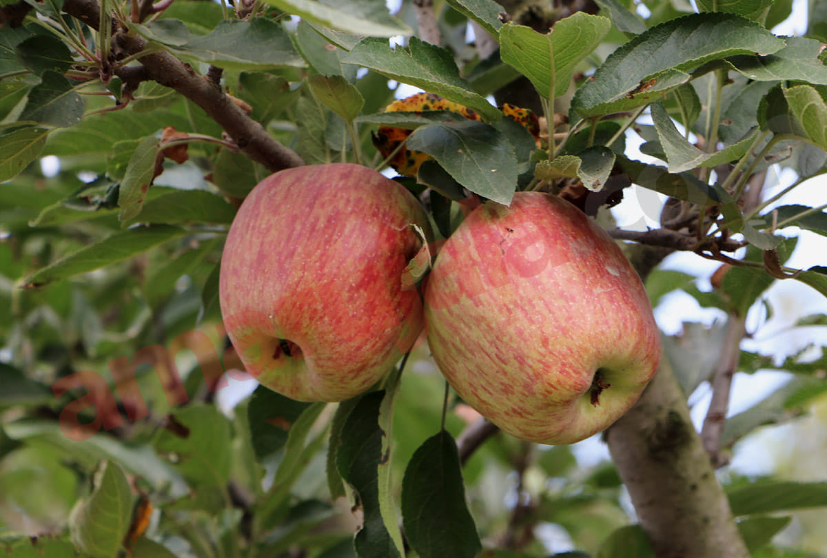 Market Intervention Scheme for Apples in Srinagar, kashmiri apple images