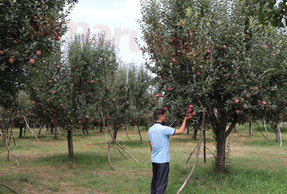 Apple revolution in Jammu, fruit-laden trees, bumper yields in plain areas