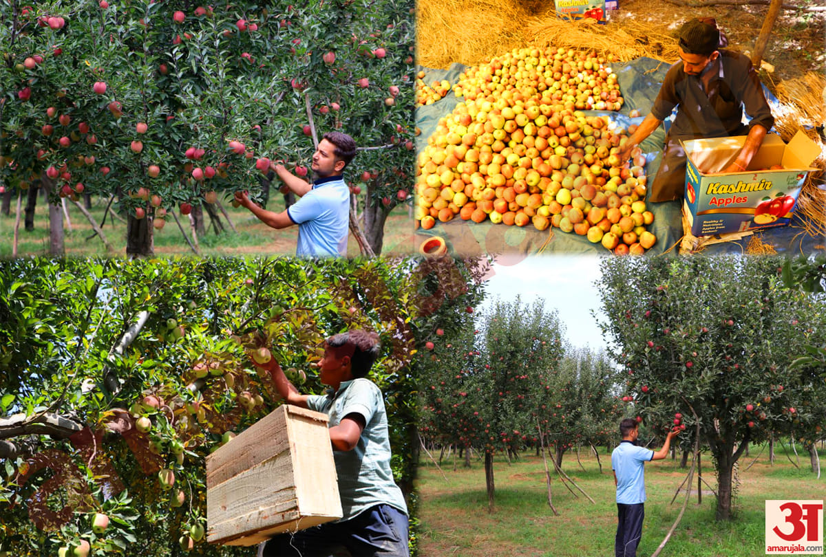 Jammu-Kashmir: Establishment of safe zone for people associated with apple business in Shopian