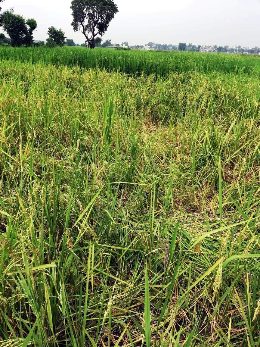 Wild animals trample paddy crop in Khadri Khadak Maaf