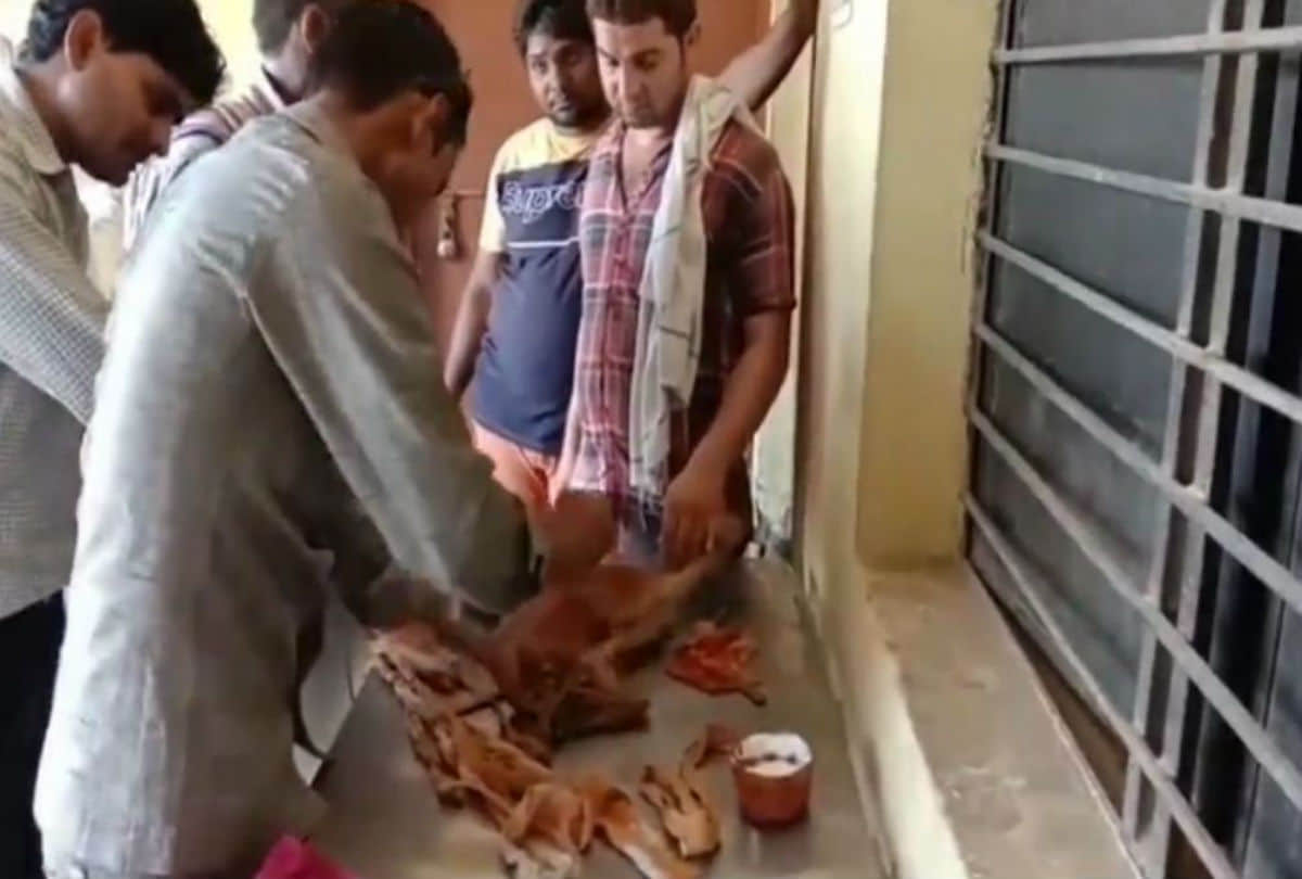 drunken man broken legs of monkey in mathura