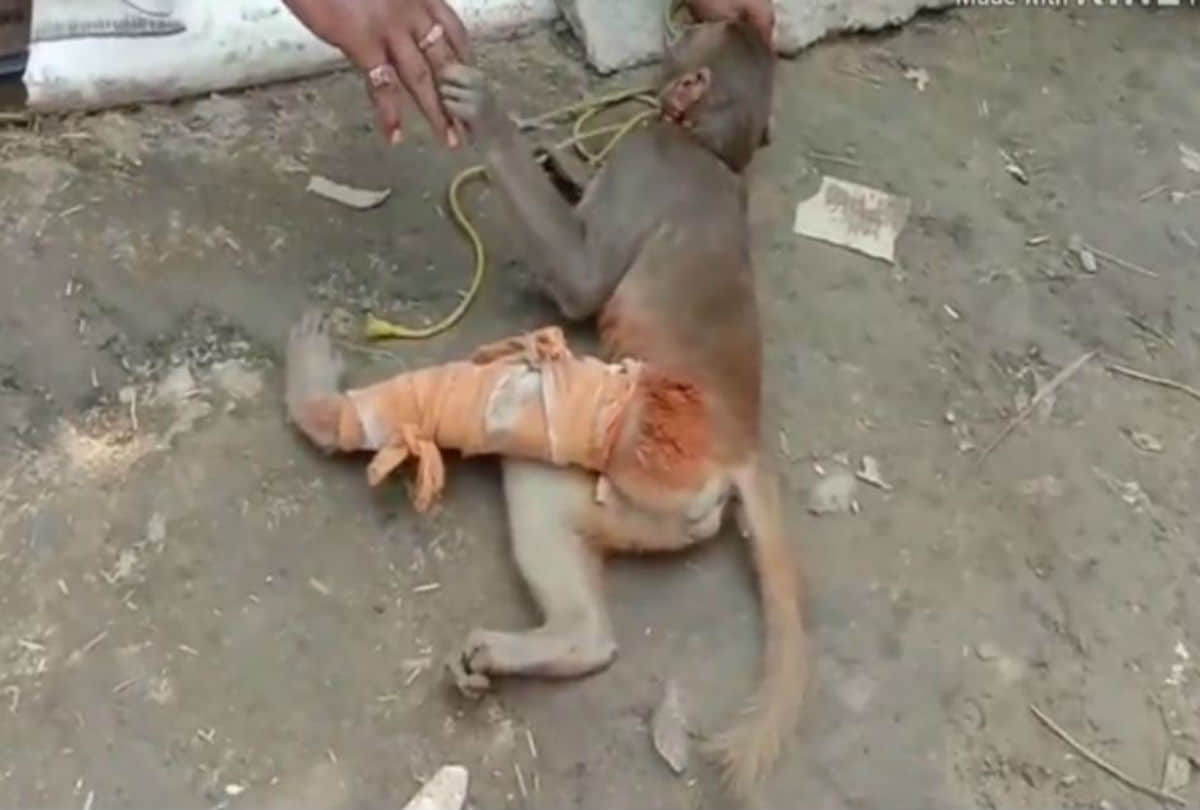 drunken man broken legs of monkey in mathura