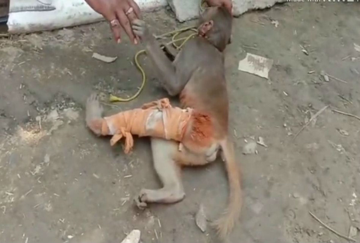 drunken man broken legs of monkey in mathura