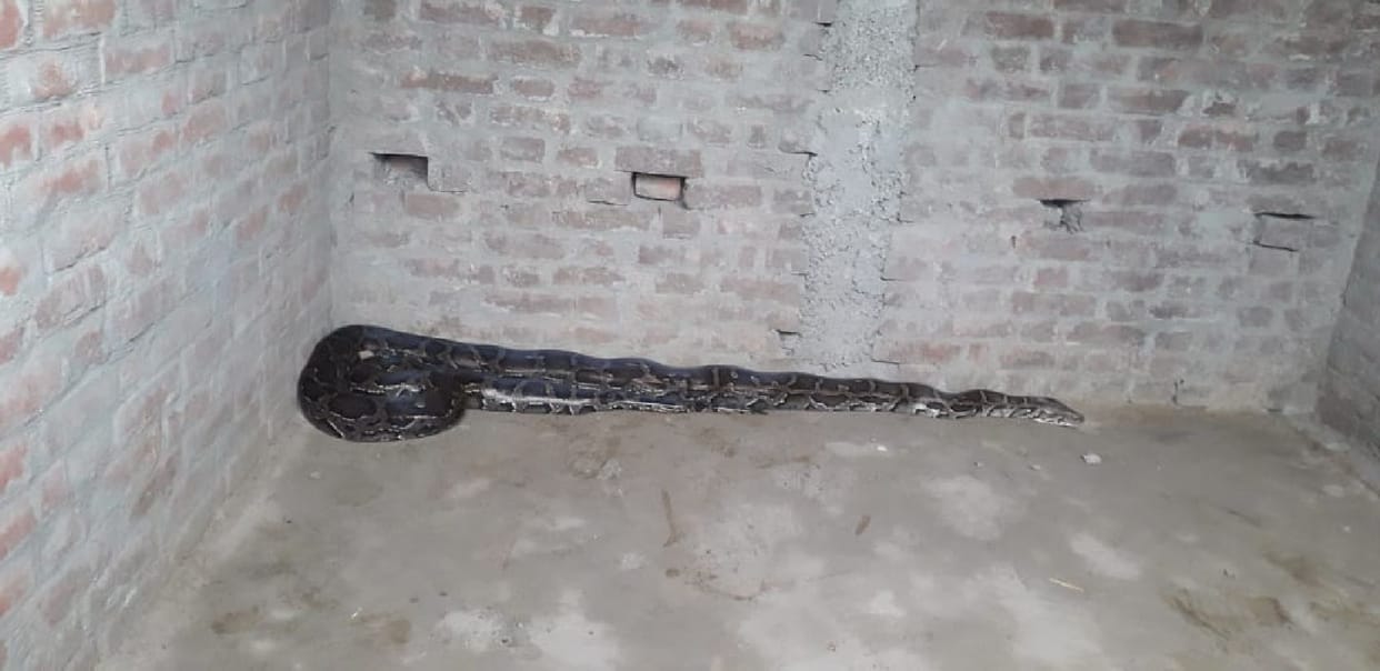 13 foot dragon enters home