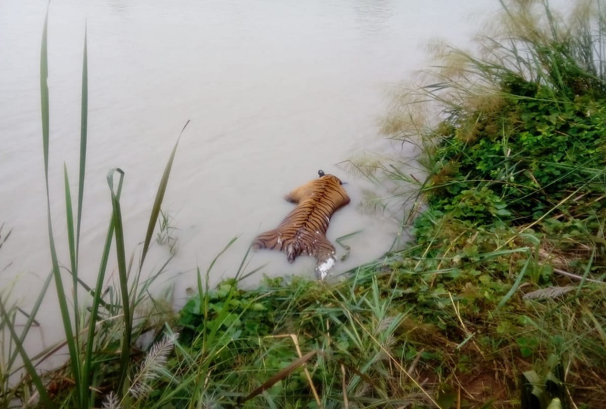Tiger's dead body found in Sharda Canal in Shahjahanpur