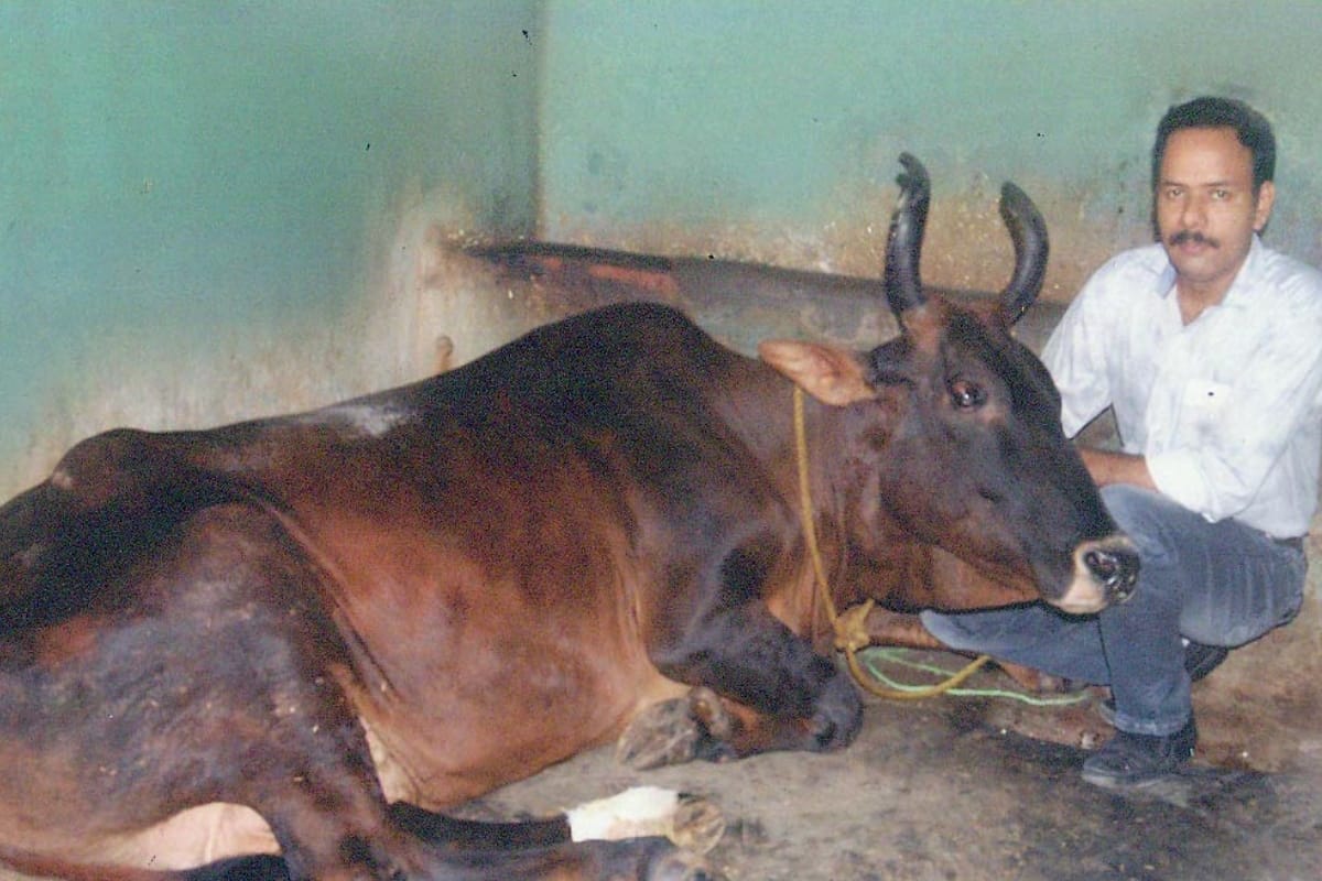 30-year-old cow and prepartion for record in Limca Book
