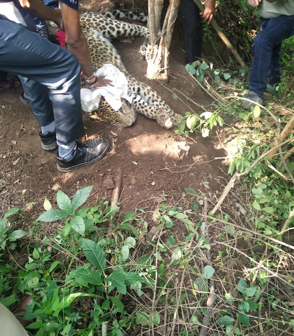 Leopard