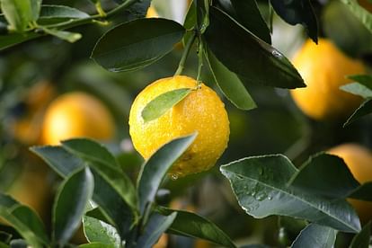 Kitchen Tips how to store lemon for many days lemon store kaise karein in hindi