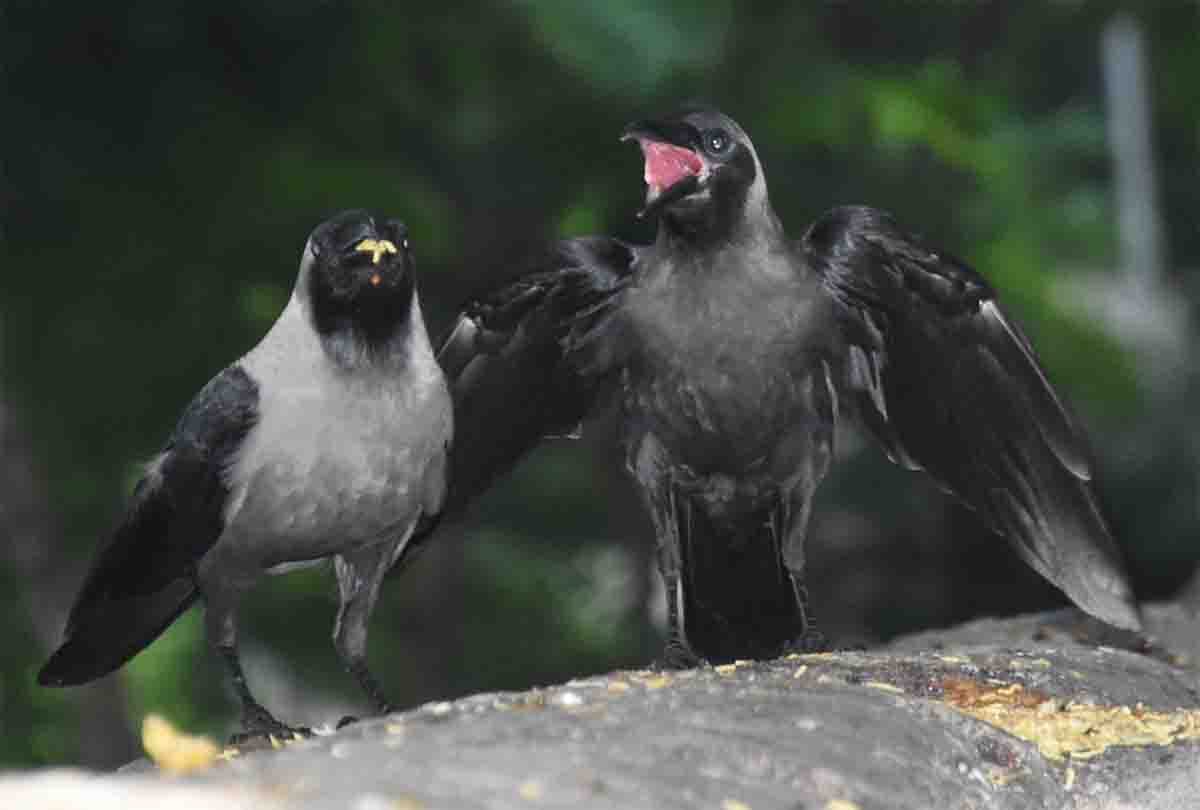 Feeding Crows for the Shradh