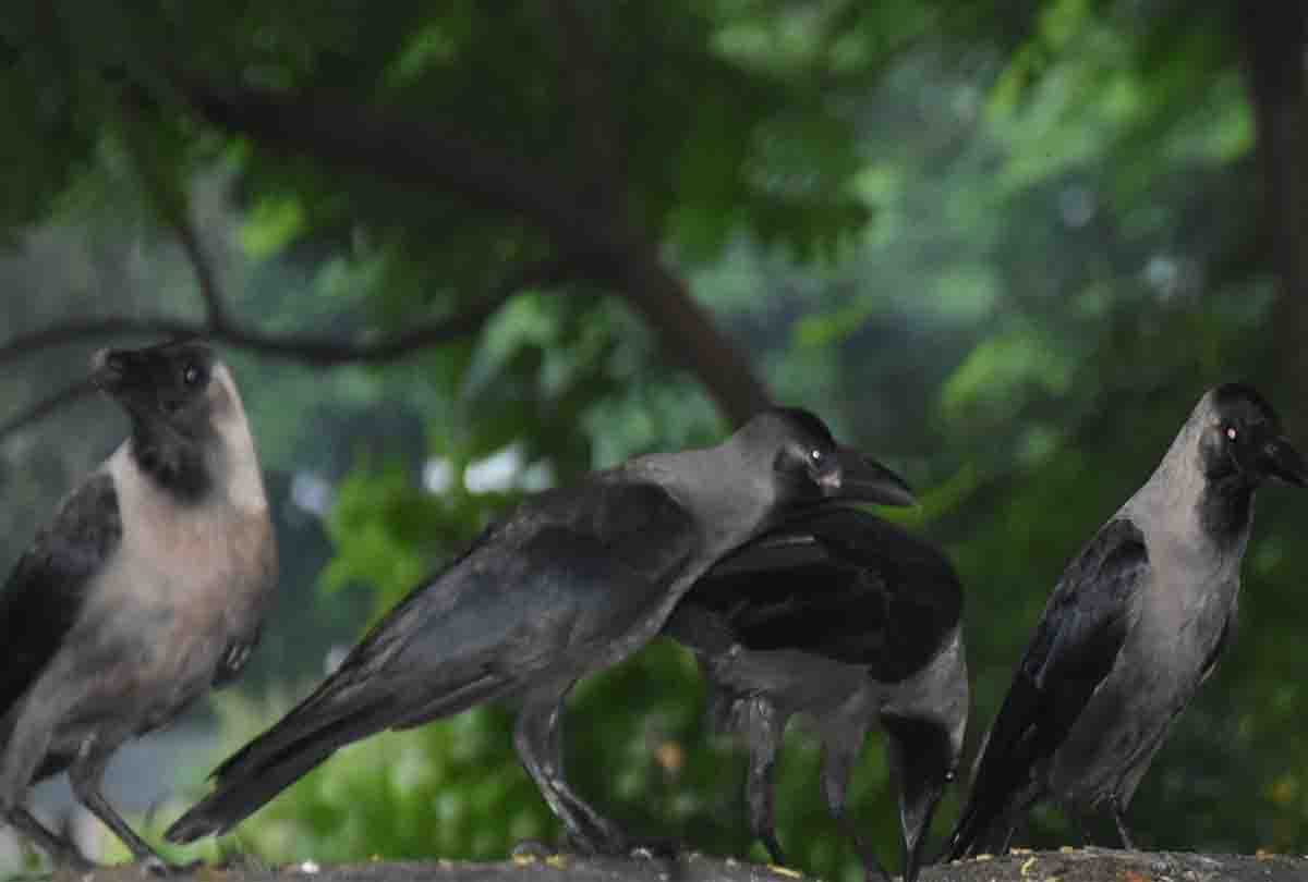 Feeding Crows for the Shradh