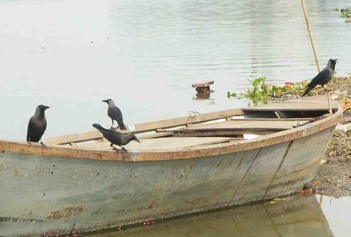Feeding Crows for the Shradh