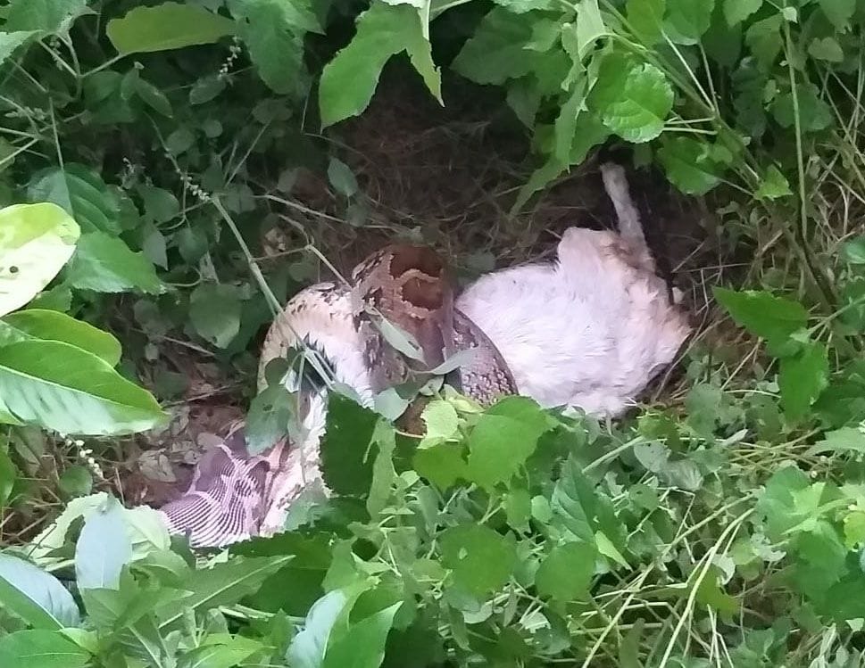 The dragon hunted the goat