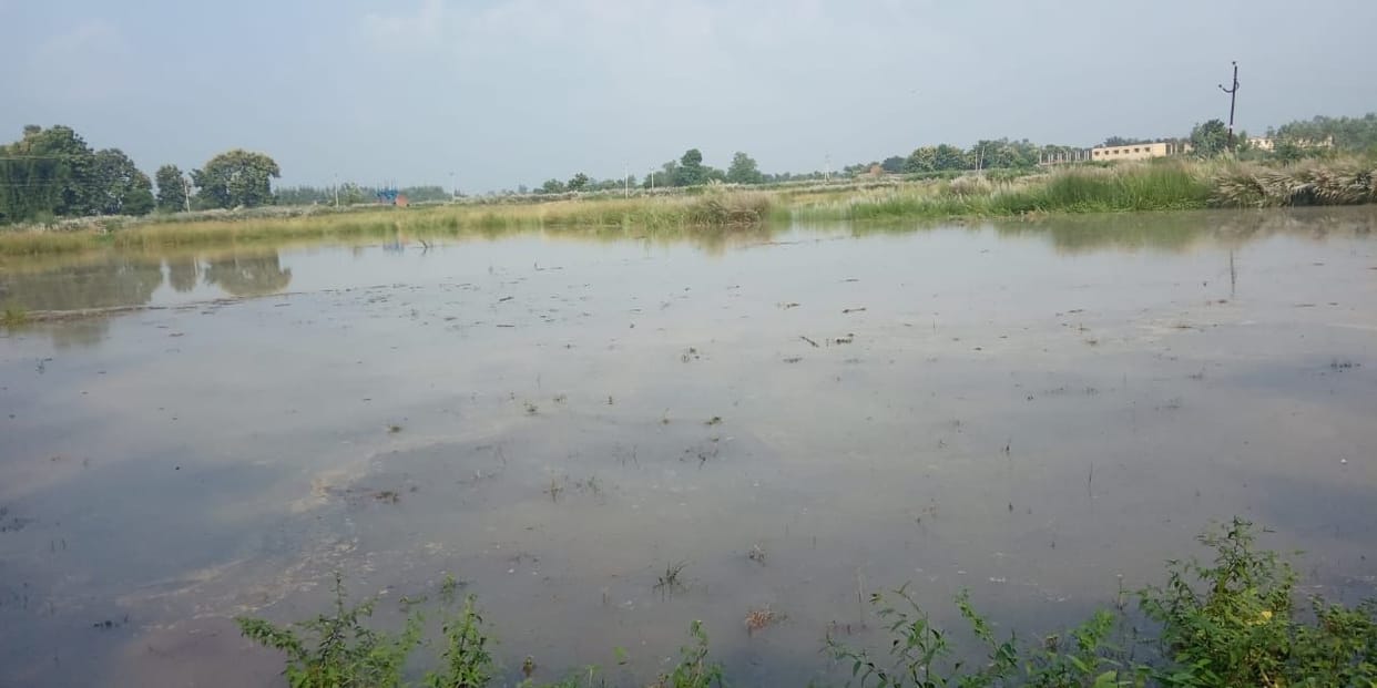 Hundreds of bigha crops submerged due to derailment of Saryu canal