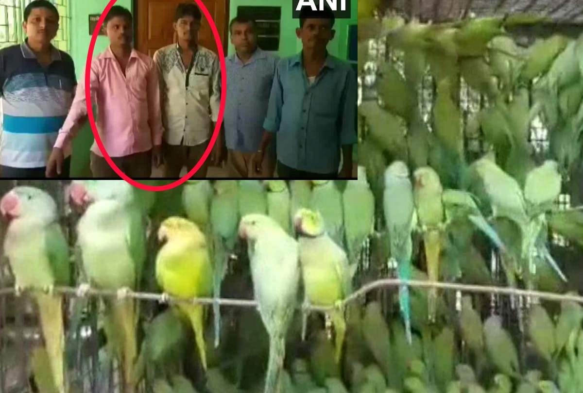 interstate bird smuggling racket busted, two arrested, 524 parrots recovered