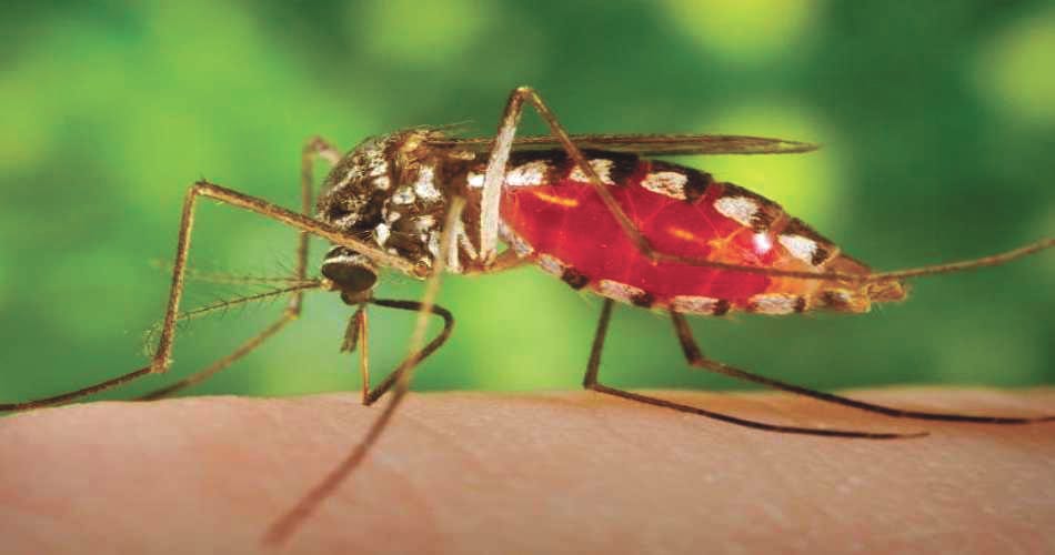 dengue