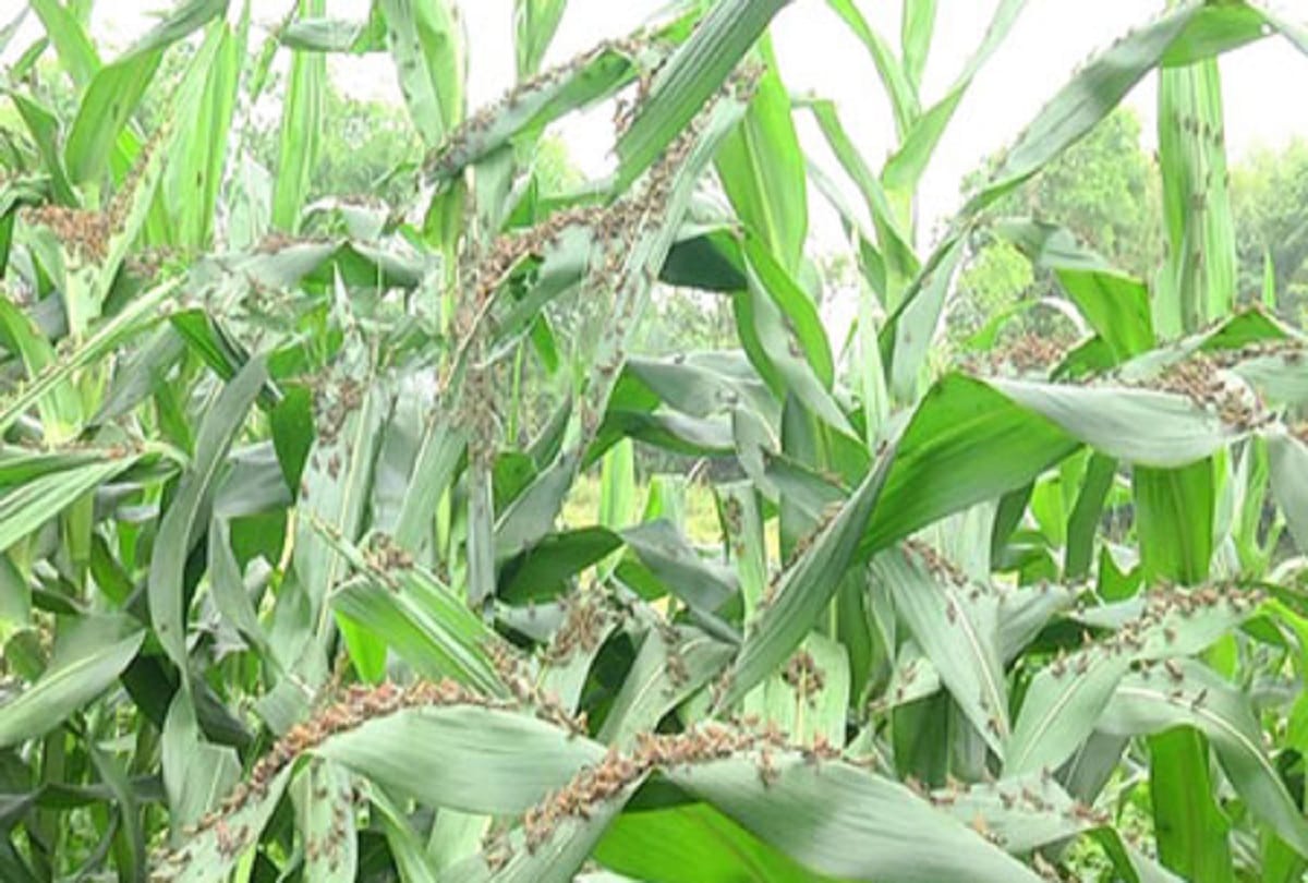 Border districts of Rajasthan fearing attack of grasshopper parties coming from Pakistan