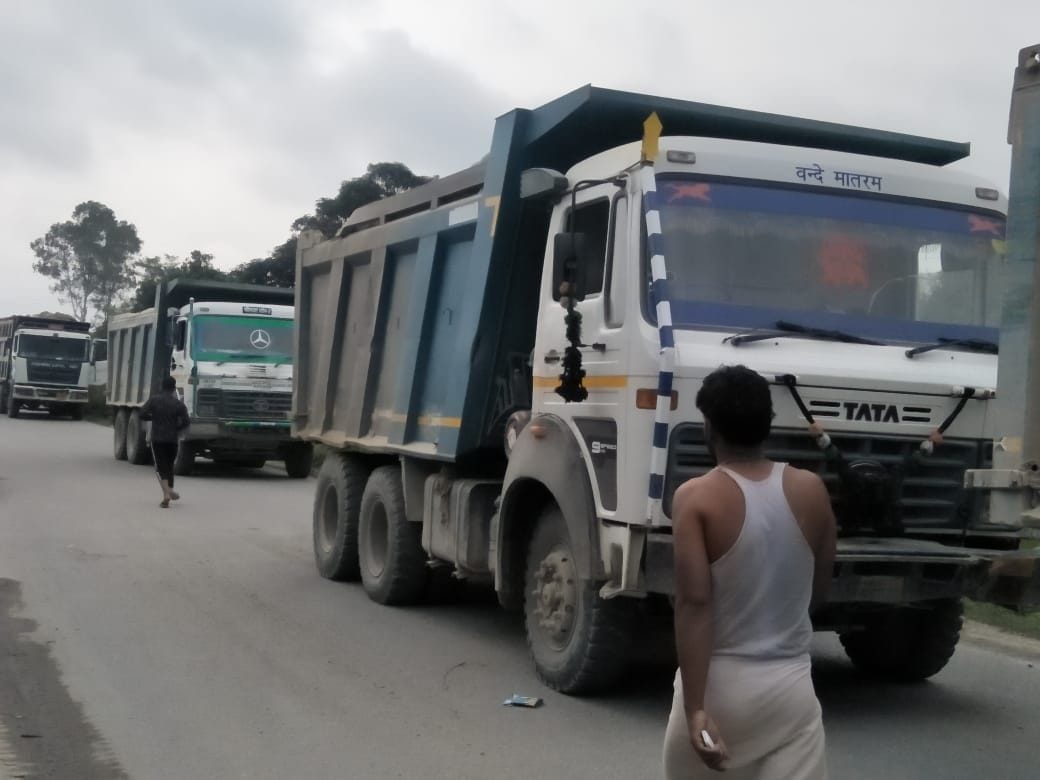 dog die, road accident