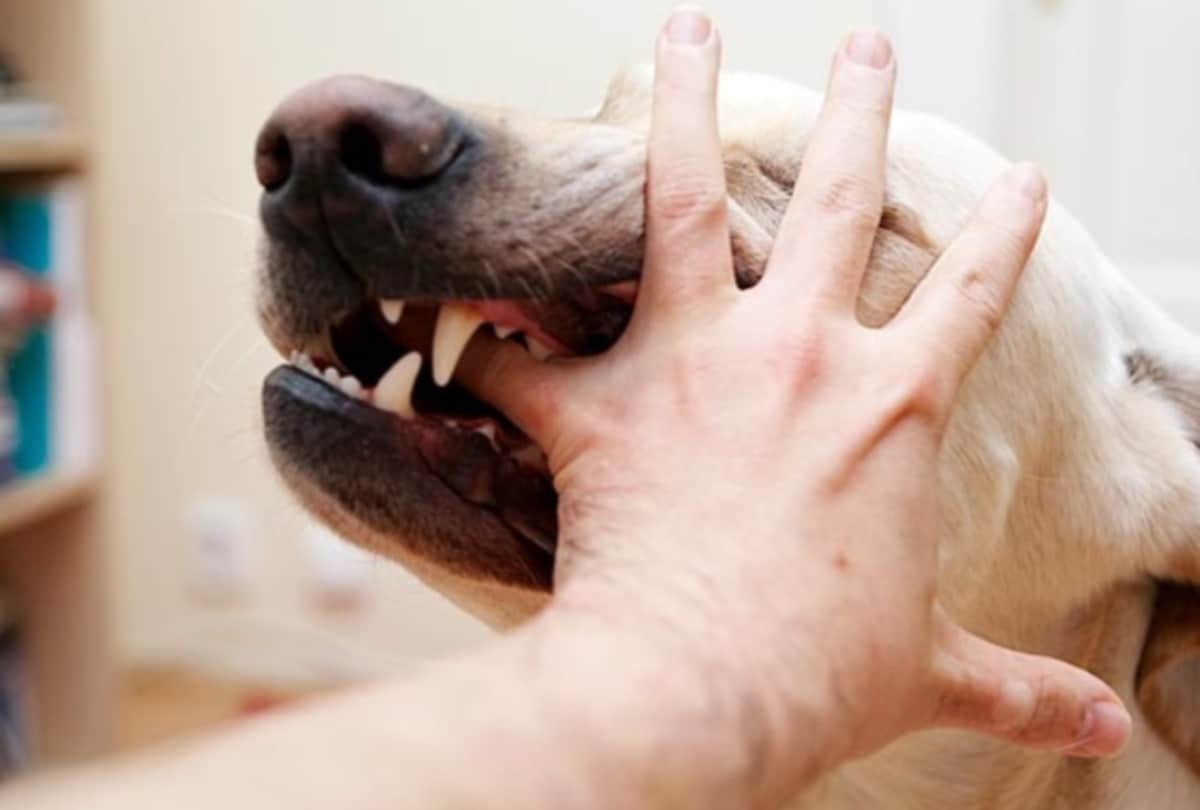 first aid for dog bite,how to prevent dog bite infection in hindi