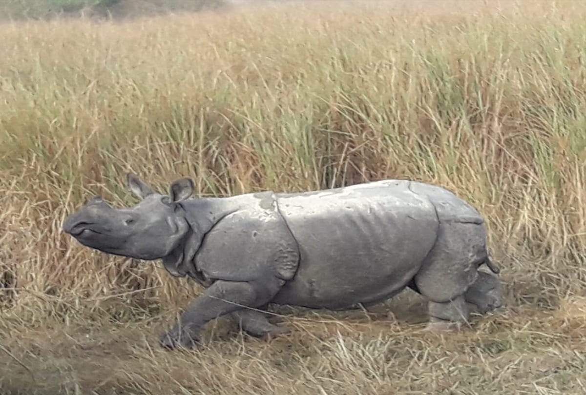 Female rhinoceros kalpana pregnant in Dudhwa Tiger Reserve